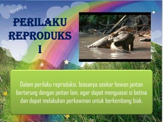 Perilaku
Reproduks
i
Dalam perilaku reproduksi, biasanya seekor hewan jantan
bertarung dengan jantan lain, agar dapat menguasai si betina
dan dapat melakukan perkawinan untuk berkembang biak.
 