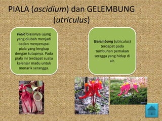 PIALA (ascidium) dan GELEMBUNG
(utriculus)
Piala biasanya ujung
yang diubah menjadi
badan menyerupai
piala yang lengkap
dengan tutupnya. Pada
piala ini terdapat suatu
kelenjar madu untuk
menarik serangga.

Gelembung (utriculus)
terdapat pada
tumbuhan pemakan
seragga yang hidup di
air.

 
