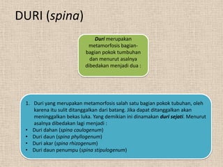 DURI (spina)
Duri merupakan
metamorfosis bagianbagian pokok tumbuhan
dan menurut asalnya
dibedakan menjadi dua :

1. Duri yang merupakan metamorfosis salah satu bagian pokok tubuhan, oleh
karena itu sulit ditanggalkan dari batang. Jika dapat ditanggalkan akan
meninggalkan bekas luka. Yang demikian ini dinamakan duri sejati. Menurut
asalnya dibedakan lagi menjadi :
• Duri dahan (spina caulogenum)
• Duri daun (spina phyllogenum)
• Duri akar (spina rhizogenum)
• Duri daun penumpu (spina stipulogenum)

 