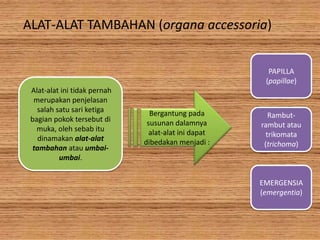 ALAT-ALAT TAMBAHAN (organa accessoria)
PAPILLA
(papillae)
Alat-alat ini tidak pernah
merupakan penjelasan
salah satu sari ketiga
bagian pokok tersebut di
muka, oleh sebab itu
dinamakan alat-alat
tambahan atau umbaiumbai.

Bergantung pada
susunan dalamnya
alat-alat ini dapat
dibedakan menjadi :

Rambutrambut atau
trikomata
(trichoma)

EMERGENSIA
(emergentia)

 