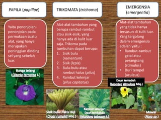 PAPILA (papillae)

Yaitu penonjolanpenonjolan pada
permukaan suatu
alat, yang hanya
merupakan
peninggian dinding
sel yang sebelah
luar.

TRIKOMATA (trichoma)
Alat-alat tambahan yang
berupa rambut-rambut
atau sisik-sisik, yang
hanya ada di kulit luar
saja. Trikoma pada
tumbuhan dapat berupa:
1. Sisik bulu
(ramentum)
2. Sisik (lepis)
3. Bulu-bulu atau
rambut halus (pilus)
4. Rambut kelenjar
(pilus capitatus)

EMERGENSIA
(emergentia)
Alat-alat tambahan
yang tidak hanya
tersusun di kulit luar.
Yang tergolong
dalam emergensia
adalah yaitu :
• Rambut-rambut
gatal atau
perangsang
(stimulus)
• Duri tempel
(aculeus)

 