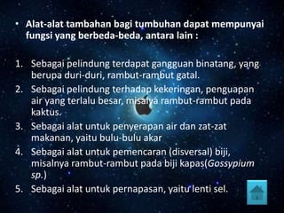• Alat-alat tambahan bagi tumbuhan dapat mempunyai
fungsi yang berbeda-beda, antara lain :
1. Sebagai pelindung terdapat gangguan binatang, yang
berupa duri-duri, rambut-rambut gatal.
2. Sebagai pelindung terhadap kekeringan, penguapan
air yang terlalu besar, misalya rambut-rambut pada
kaktus.
3. Sebagai alat untuk penyerapan air dan zat-zat
makanan, yaitu bulu-bulu akar
4. Sebagai alat untuk pemencaran (disversal) biji,
misalnya rambut-rambut pada biji kapas(Gossypium
sp.)
5. Sebagai alat untuk pernapasan, yaitu lenti sel.

 