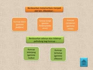 Berdasarkan metamorfosis menjadi
alat lain, dibedakan :

Kuncup
campuran
(gemma
mixta)

Kuncup bunga
(gemma
florifera/alaba
strum)

Kuncup daun
(gemma
foliifera)

Berdasarkan adanya atau tidaknya
pelindung bagi kuncup :

Kuncup
telanjang
(gemma
nudus)

Kuncup
tertutup
(gemma
cllausus)

 