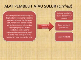 ALAT PEMBELIT ATAU SULUR (cirrhus)
Alat-alat pembelit adalah bagianbagian tumbuhan yang biasanya
menyerupai spiral dan berguna
untuk membelit benda-benda
yang disentuhnya, yaitu untuk
berpegangan pada waktu
tumbuhan ini berusaha
mendapatkan penunjang untuk
naik ke atas. Terdapat pada
tumbuhan yang memanjat saja.

Cabang pembelit
(sulur dahan/sulur
cabang)

Menurut
asalnya

Daun pembelit
(sulur daun)

Akar Pembelit

 