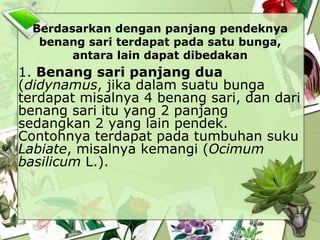 Berdasarkan dengan panjang pendeknya
benang sari terdapat pada satu bunga,
antara lain dapat dibedakan

1. Benang sari panjang dua
(didynamus, jika dalam suatu bunga
terdapat misalnya 4 benang sari, dan dari
benang sari itu yang 2 panjang
sedangkan 2 yang lain pendek.
Contohnya terdapat pada tumbuhan suku
Labiate, misalnya kemangi (Ocimum
basilicum L.).

 