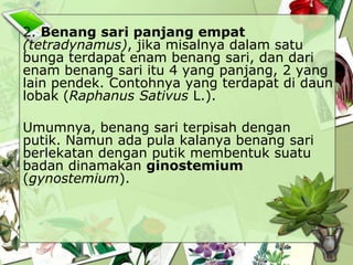 2. Benang sari panjang empat
(tetradynamus), jika misalnya dalam satu
bunga terdapat enam benang sari, dan dari
enam benang sari itu 4 yang panjang, 2 yang
lain pendek. Contohnya yang terdapat di daun
lobak (Raphanus Sativus L.).

Umumnya, benang sari terpisah dengan
putik. Namun ada pula kalanya benang sari
berlekatan dengan putik membentuk suatu
badan dinamakan ginostemium
(gynostemium).

 