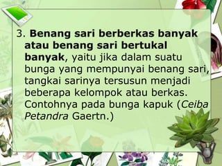 3. Benang sari berberkas banyak
atau benang sari bertukal
banyak, yaitu jika dalam suatu
bunga yang mempunyai benang sari,
tangkai sarinya tersusun menjadi
beberapa kelompok atau berkas.
Contohnya pada bunga kapuk (Ceiba
Petandra Gaertn.)

 