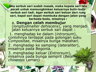Jika serbuk sari sudah masak, maka kepala sari lalu
pecah untuk memungkinkan keluarnya butir-butir
serbuk sari tadi. Agar serbuk sari keluar dari ruag
sari, kepal sari dapat membuka dengan jalan yang
berbeda-beda, misalnya :

a. Dengan celah membujur
(longitudinalter dehiscens), yang menjadi
jalan keluarnya serbuk sari dapat :
1. menghadap ke dalam (introrsum),
contohnya terdapat pada golongan suku
Compositae, misalnya bunga matahari.
2. menghadap ke samping (lateraliter),
misalnya pada Begonia.
3. menghadap keluar (Extrorsum),
misalnya pada bunga semprit (Belamcanda
chinensis Leman)

 