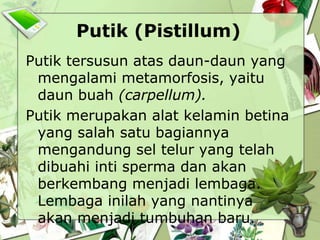 Putik (Pistillum)
Putik tersusun atas daun-daun yang
mengalami metamorfosis, yaitu
daun buah (carpellum).
Putik merupakan alat kelamin betina
yang salah satu bagiannya
mengandung sel telur yang telah
dibuahi inti sperma dan akan
berkembang menjadi lembaga.
Lembaga inilah yang nantinya
akan menjadi tumbuhan baru.

 