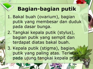 Bagian-bagian putik
1. Bakal buah (ovarium), bagian
putik yang membesar dan duduk
pada dasar bunga.
2. Tangkai kepala putik (stylus),
bagian putik yang sempit dan
terdapat diatas bakal buah.
3. Kepala putik (stigma), bagian
putik yang paling atas. Terletak
pada ujung tangkai kepala putik.

 