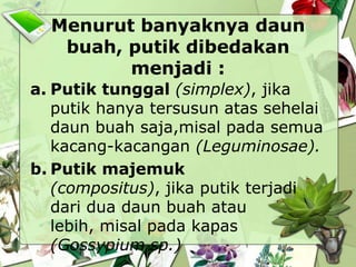 Menurut banyaknya daun
buah, putik dibedakan
menjadi :
a. Putik tunggal (simplex), jika
putik hanya tersusun atas sehelai
daun buah saja,misal pada semua
kacang-kacangan (Leguminosae).
b. Putik majemuk
(compositus), jika putik terjadi
dari dua daun buah atau
lebih, misal pada kapas
(Gossypium sp.)

 