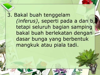 3. Bakal buah tenggelam
(inferus), seperti pada a dan b,
tetapi seluruh bagian samping
bakal buah berlekatan dengan
dasar bunga yang berbentuk
mangkuk atau piala tadi.

 
