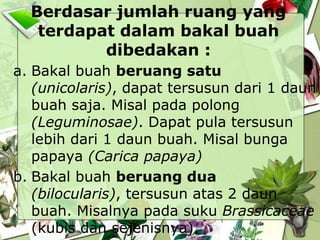 Berdasar jumlah ruang yang
terdapat dalam bakal buah
dibedakan :
a. Bakal buah beruang satu
(unicolaris), dapat tersusun dari 1 daun
buah saja. Misal pada polong
(Leguminosae). Dapat pula tersusun
lebih dari 1 daun buah. Misal bunga
papaya (Carica papaya)
b. Bakal buah beruang dua
(bilocularis), tersusun atas 2 daun
buah. Misalnya pada suku Brassicaceae
(kubis dan sejenisnya).

 