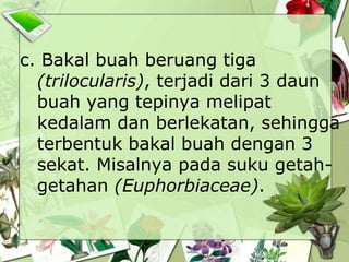 c. Bakal buah beruang tiga
(trilocularis), terjadi dari 3 daun
buah yang tepinya melipat
kedalam dan berlekatan, sehingga
terbentuk bakal buah dengan 3
sekat. Misalnya pada suku getahgetahan (Euphorbiaceae).

 