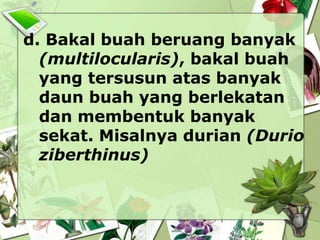 d. Bakal buah beruang banyak
(multilocularis), bakal buah
yang tersusun atas banyak
daun buah yang berlekatan
dan membentuk banyak
sekat. Misalnya durian (Durio
ziberthinus)

 