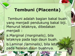 Tembuni (Placenta)
Tembuni adalah bagian bakal buah
yang menjadi pendukung bakal biji.
Menurut letaknya, dibedakan
menjadi :
a.Marginal (marginalis), bila
letaknya pada tepi daun buah.
b.Laminal (laminalis), bila letaknya
pada helaian daun buahnya.

 