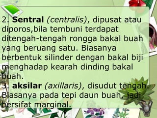 2. Sentral (centralis), dipusat atau
diporos,bila tembuni terdapat
ditengah-tengah rongga bakal buah
yang beruang satu. Biasanya
berbentuk silinder dengan bakal biji
menghadap kearah dinding bakal
buah.
3. aksilar (axillaris), disudut tengah.
Biasanya pada tepi daun buah, jadi
bersifat marginal.

 