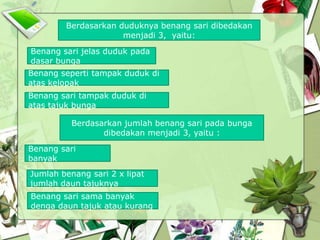 Berdasarkan duduknya benang sari dibedakan
menjadi 3, yaitu:
Benang sari jelas duduk pada
dasar bunga
Benang seperti tampak duduk di
atas kelopak
Benang sari tampak duduk di
atas tajuk bunga
Berdasarkan jumlah benang sari pada bunga
dibedakan menjadi 3, yaitu :
Benang sari
banyak

Jumlah benang sari 2 x lipat
jumlah daun tajuknya
Benang sari sama banyak
denga daun tajuk atau kurang

 