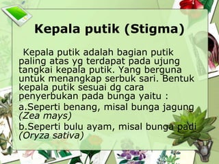 Kepala putik (Stigma)
Kepala putik adalah bagian putik
paling atas yg terdapat pada ujung
tangkai kepala putik. Yang berguna
untuk menangkap serbuk sari. Bentuk
kepala putik sesuai dg cara
penyerbukan pada bunga yaitu :
a.Seperti benang, misal bunga jagung
(Zea mays)
b.Seperti bulu ayam, misal bunga padi
(Oryza sativa)

 