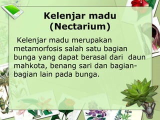 Kelenjar madu
(Nectarium)
Kelenjar madu merupakan
metamorfosis salah satu bagian
bunga yang dapat berasal dari daun
mahkota, benang sari dan bagianbagian lain pada bunga.

 