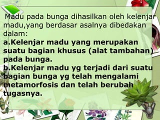 Madu pada bunga dihasilkan oleh kelenjar
madu,yang berdasar asalnya dibedakan
dalam:
a.Kelenjar madu yang merupakan
suatu bagian khusus (alat tambahan)
pada bunga.
b.Kelenjar madu yg terjadi dari suatu
bagian bunga yg telah mengalami
metamorfosis dan telah berubah
tugasnya.

 