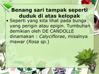 Benang sari tampak seperti
duduk di atas kelopak

• Seperti yang kita lihat pada bunga
yang perigin atau epigin. Tumbuhan
demikian oleh DE CANDOLLE
dinamakan : Calyciflorae, misalnya
mawar (Rosa sp.)

 