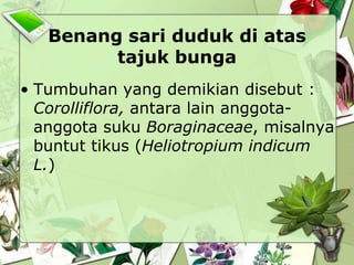 Benang sari duduk di atas
tajuk bunga
• Tumbuhan yang demikian disebut :
Corolliflora, antara lain anggotaanggota suku Boraginaceae, misalnya
buntut tikus (Heliotropium indicum
L.)

 