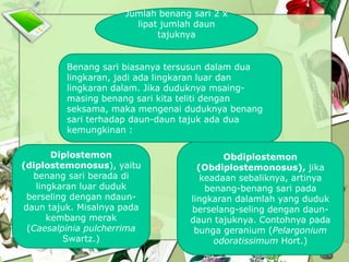 Jumlah benang sari 2 x
lipat jumlah daun
tajuknya

Benang sari biasanya tersusun dalam dua
lingkaran, jadi ada lingkaran luar dan
lingkaran dalam. Jika duduknya msaingmasing benang sari kita teliti dengan
seksama, maka mengenai duduknya benang
sari terhadap daun-daun tajuk ada dua
kemungkinan :
Diplostemon
(diplostemonosus), yaitu
benang sari berada di
lingkaran luar duduk
berseling dengan ndaundaun tajuk. Misalnya pada
kembang merak
(Caesalpinia pulcherrima
Swartz.)

Obdiplostemon
(Obdiplostemonosus), jika
keadaan sebaliknya, artinya
benang-benang sari pada
lingkaran dalamlah yang duduk
berselang-seling dengan daundaun tajuknya. Contohnya pada
bunga geranium (Pelargonium
odoratissimum Hort.)

 