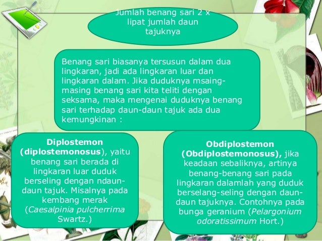 Tugas Morfologi 2
