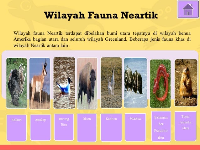 Unduh 960 Gambar Fauna Wilayah Neotropik Terbaik 