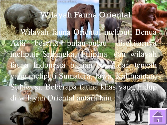 Unduh 80+ Gambar Fauna Wilayah Oriental Paling Baru 