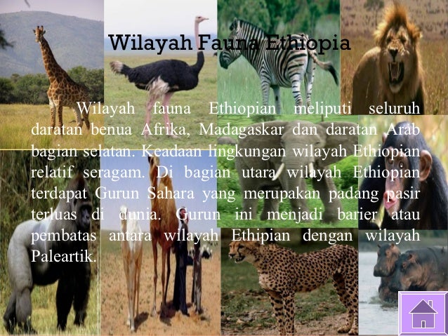 Unduh 47 Gambar Fauna Wilayah Ethiopian Paling Bagus Gratis