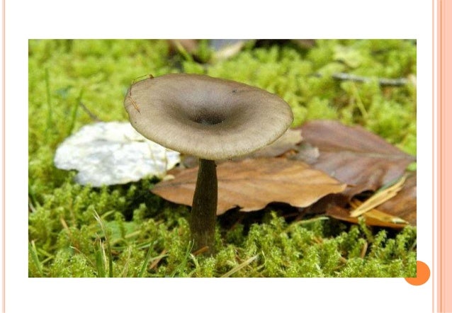 Tugas farmakognosi