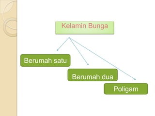 Kelamin Bunga
Berumah satu
Berumah dua
Poligam
 