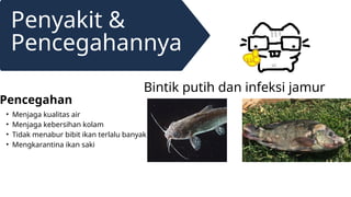 Penyakit &
Pencegahannya
Bintik putih dan infeksi jamur
Pencegahan
• Menjaga kualitas air
• Menjaga kebersihan kolam
• Tidak menabur bibit ikan terlalu banyak
• Mengkarantina ikan saki
 
