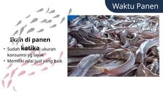 Waktu Panen
• Sudah mencapai ukuran
konsumsi yg layak
• Memiliki nilai jual yang baik
Ikan di panen
ketika
 