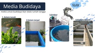 2.Kolam terpal 4.Kolam beton
Media Budidaya
media untuk budidaya ikan skala rumah tangga
3.Ember
1. Kolam tanah
it's my
home
 