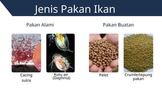 Jenis Pakan Ikan
Pakan Alami Pakan Buatan
Cacing
sutra
Kutu air
(Daphnia)
Pelet Crumle/tepung
pakan
 