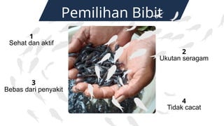 Pemilihan Bibit
1
Sehat dan aktif
3
Bebas dari penyakit
2
Ukutan seragam
4
Tidak cacat
 