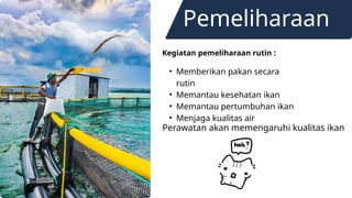 Pemeliharaan
Kegiatan pemeliharaan rutin :
• Memberikan pakan secara
rutin
• Memantau kesehatan ikan
• Memantau pertumbuhan ikan
• Menjaga kualitas air
Perawatan akan memengaruhi kualitas ikan
 