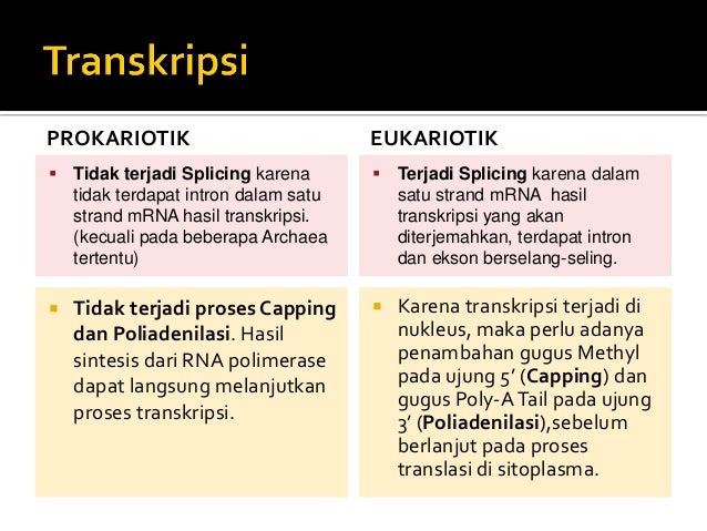 Jelaskan Perbedaan Antara Sel Prokariotik Dengan Sel Eukariotik Jelaskan Perbedaan Antara Sel Prokariotik Dengan Sel Eukariotik – Modern