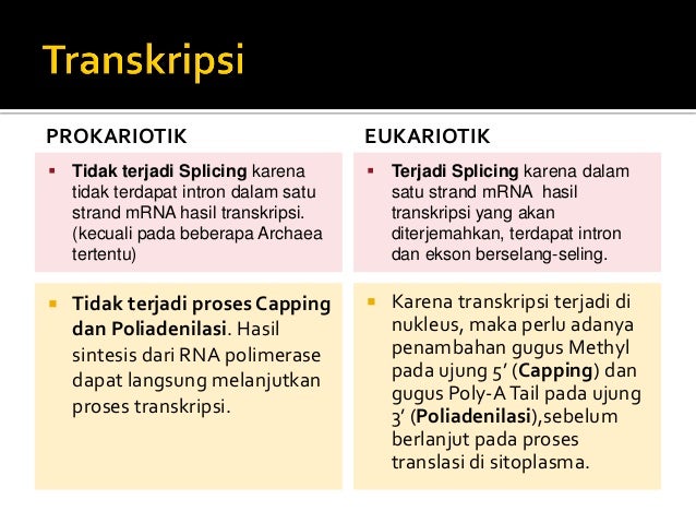 Jelaskan Perbedaan Antara Sel Prokariotik Dengan Sel Eukariotik – Modern