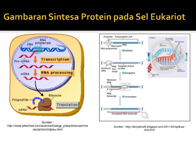 Perbedaan proses transkripsi&translasi pada sel prokariot dan eukari…