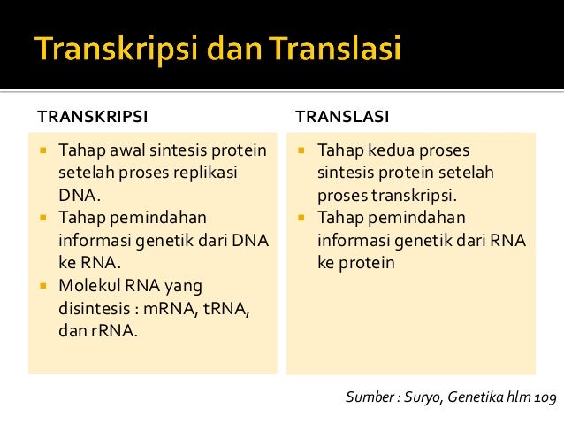 Sintesis mrna yang mengkode protein ribosom eukariot terjadi di