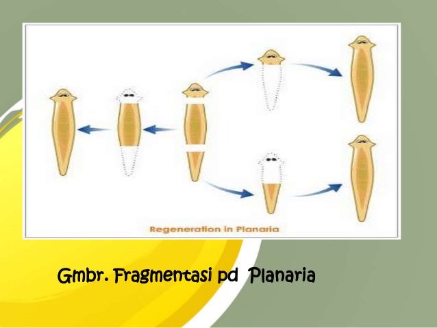 Gambar Reproduksi Tumbuhan Hariani Fragmentasi  Gambar 