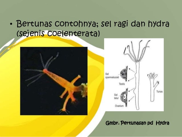 Tugas ppt fiswan reproduksi hewan