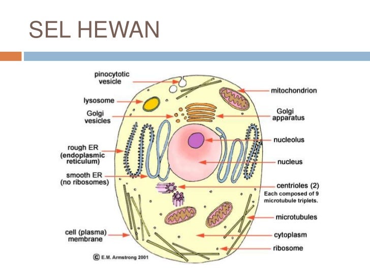 80 Gambar Sel Hewan Sederhana Gratis Terbaru