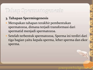 3. Tahapan Spermiogenesis
 Merupakan tahapan terakhir pembentukan
spermatozoa, dimana terjadi transformasi dari
spermatid menjadi spermatozoa.
 Setelah terbentuk spermatozoa, Sperma ini terdiri dari
tiga bagian yaitu kepala sperma, leher sperma dan ekor
sperma.
 