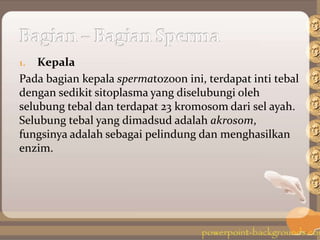 1. Kepala
Pada bagian kepala spermatozoon ini, terdapat inti tebal
dengan sedikit sitoplasma yang diselubungi oleh
selubung tebal dan terdapat 23 kromosom dari sel ayah.
Selubung tebal yang dimadsud adalah akrosom,
fungsinya adalah sebagai pelindung dan menghasilkan
enzim.
 