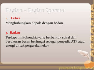 2. Leher
Menghubungkan Kepala dengan badan.
3. Badan
Terdapat mitokondria yang berbentuk spiral dan
berukuran besar, berfungsi sebagai penyedia ATP atau
energi untuk pergerakan ekor.
 